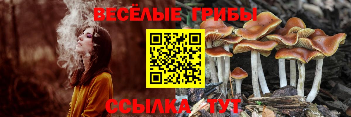 Галлюциногенные грибы Psilocybine cubensis  Вход с VPN  Пятигорск 